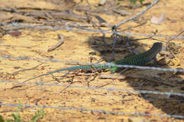 Image of Amazon Racerunner