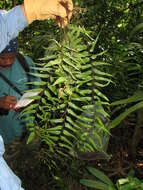 Image de Asplenium serra Langsd. & Fischer