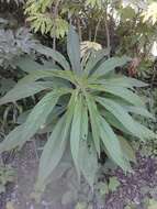 Echium pininana Webb & Berth.的圖片