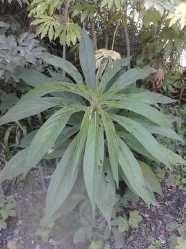 Plancia ëd Echium pininana Webb & Berth.