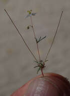 Image of Thread-Stem Carpetweed