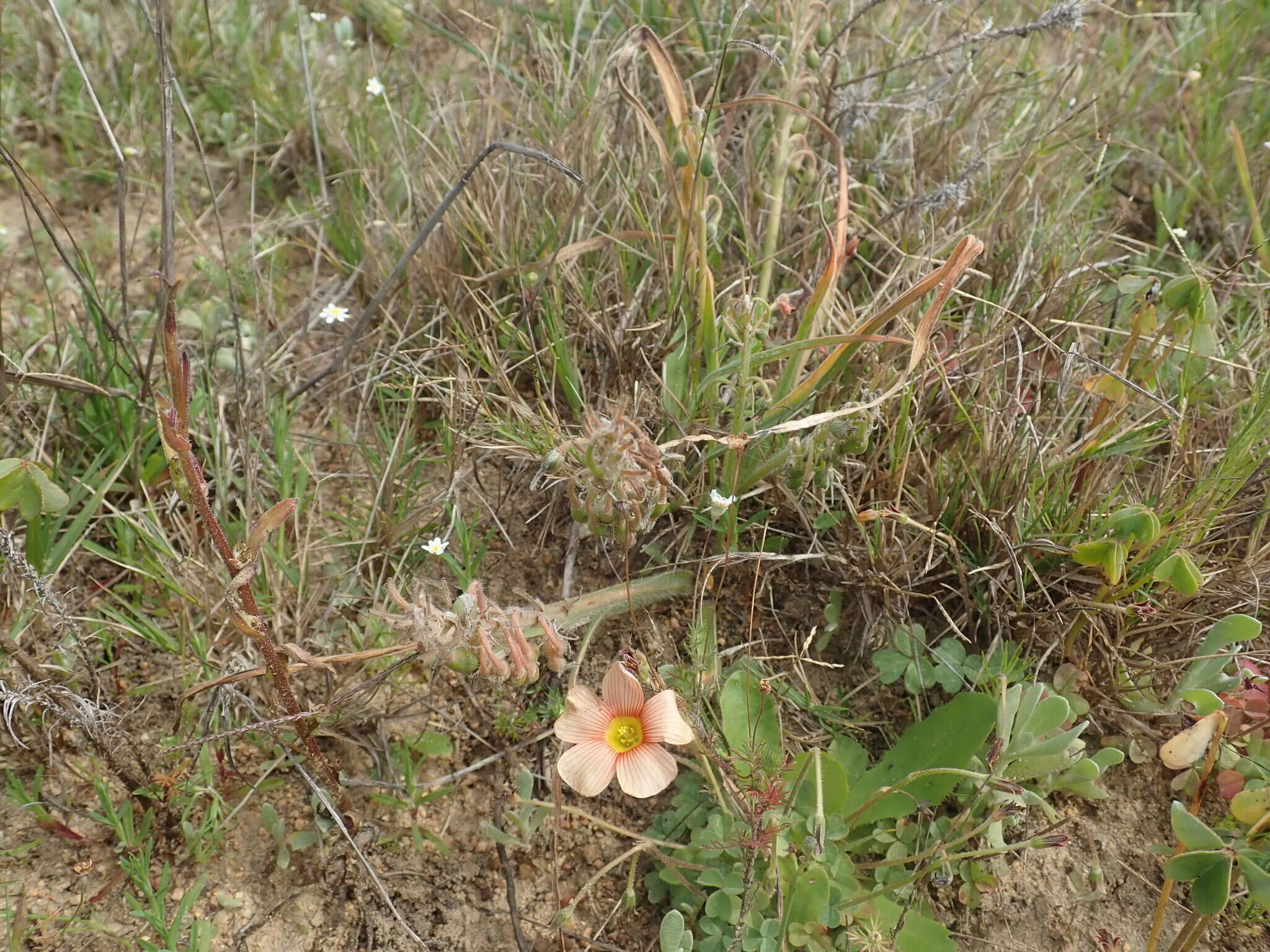 Слика од Trachyandra hirsutiflora (Adamson) Oberm.