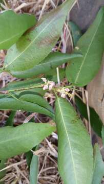 Image of Rinorea angustifolia (Thou.) Baill.