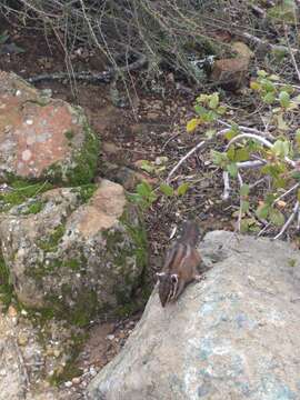 Image of Sonoma Chipmunk