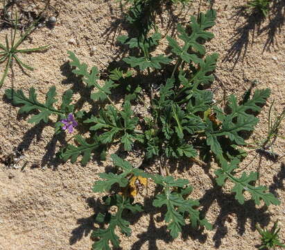 Imagem de Erodium hesperium (Maire) H. Lindb.