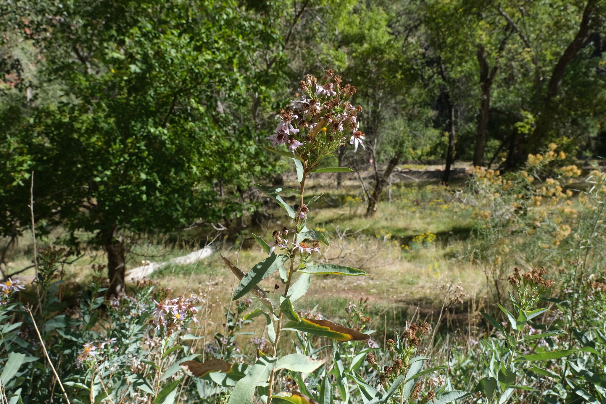 Image of gray aster