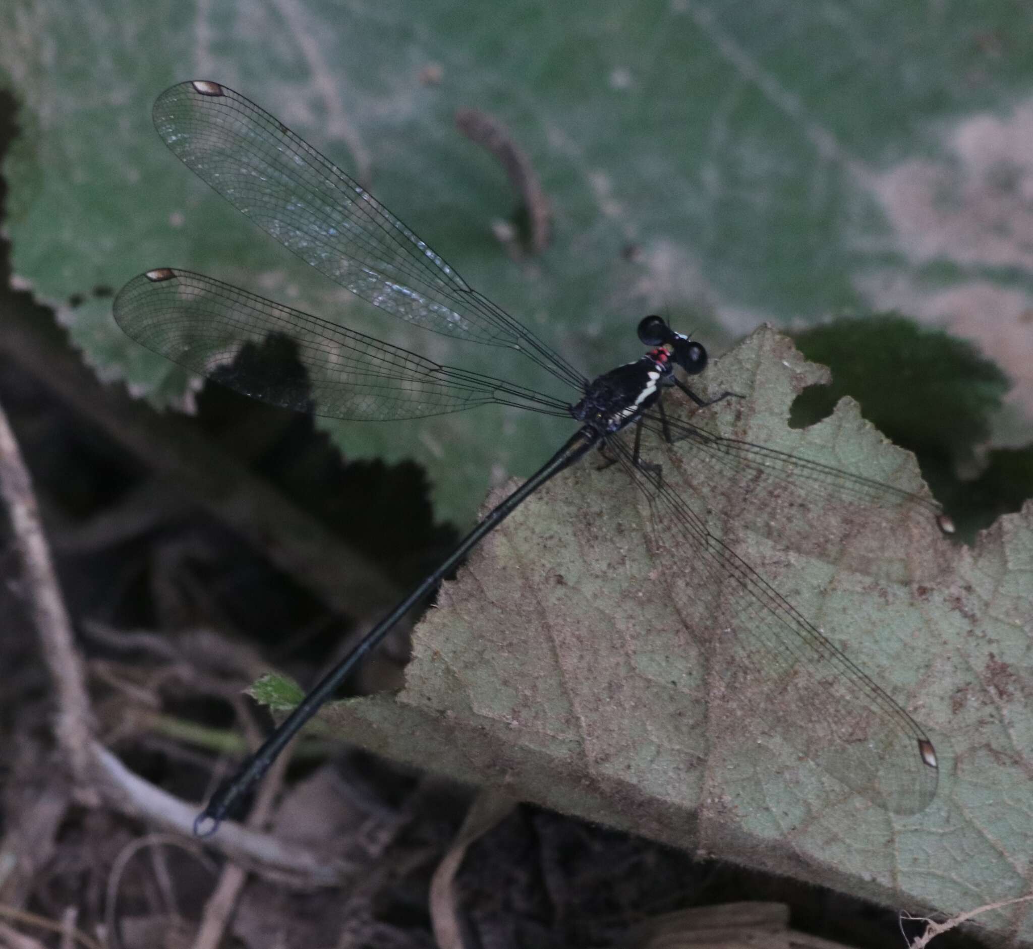 Image of Podopteryx selysi (Förster 1899)