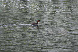 Image of Great Crested Grebe