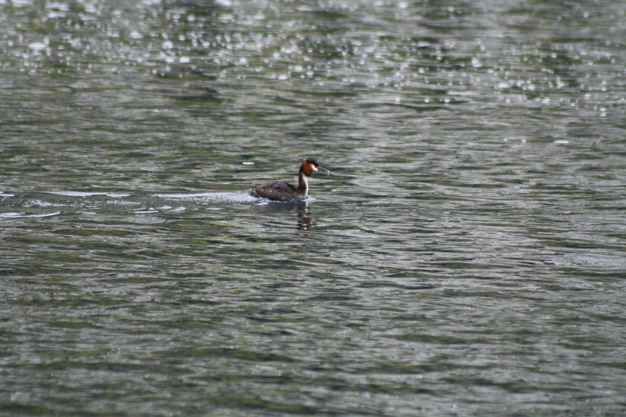 Image of Great Crested Grebe