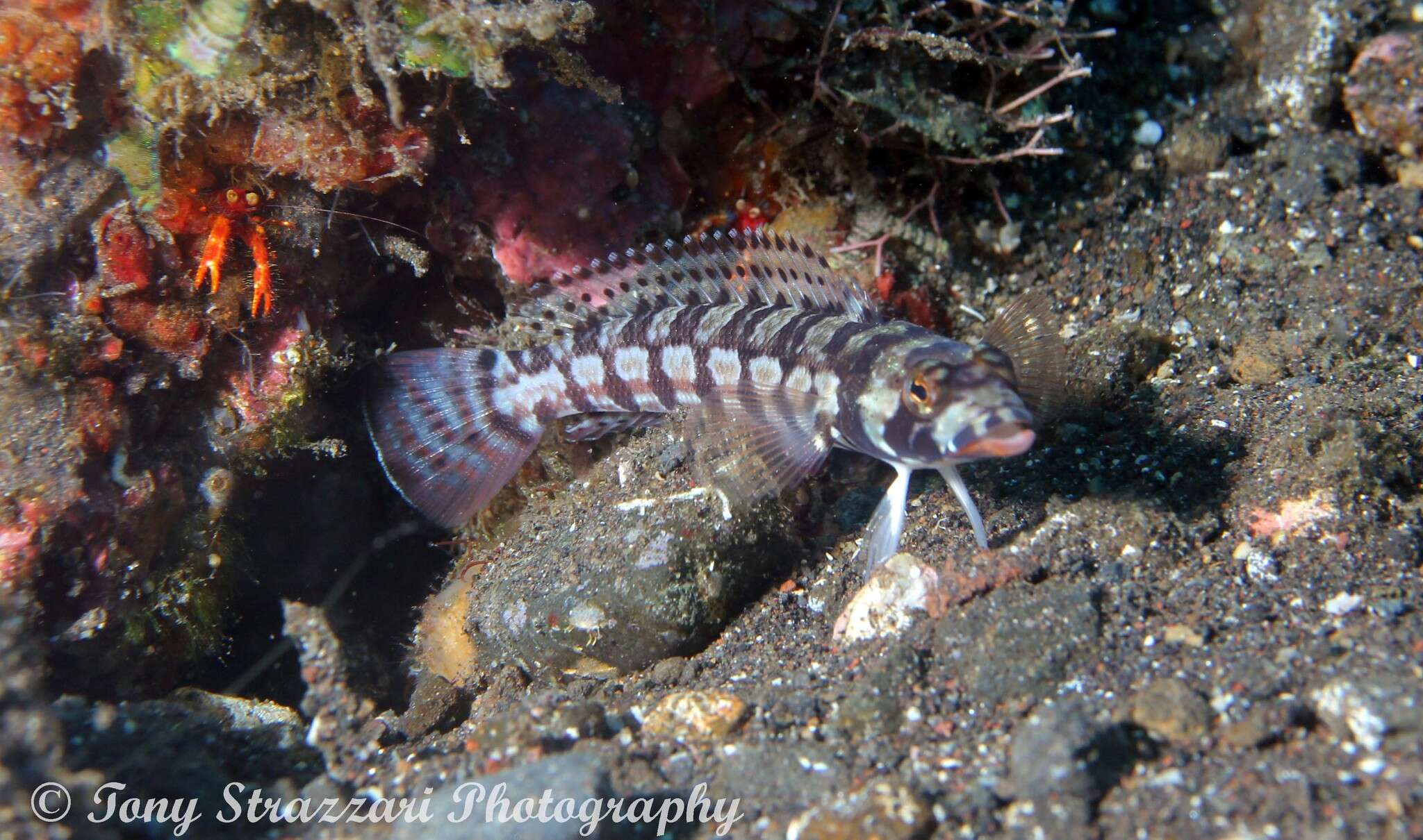 Image of Reticulated sandperch