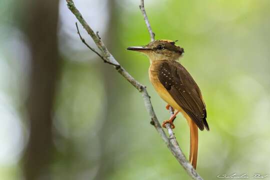 Sivun <i>Onychorhynchus coronatus mexicanus</i> kuva