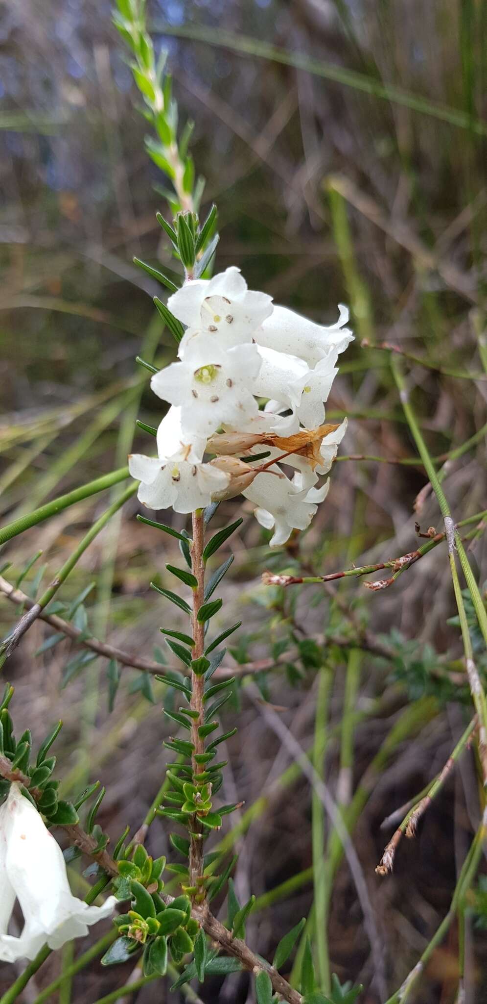 Image of Epacris obtusifolia Sm.