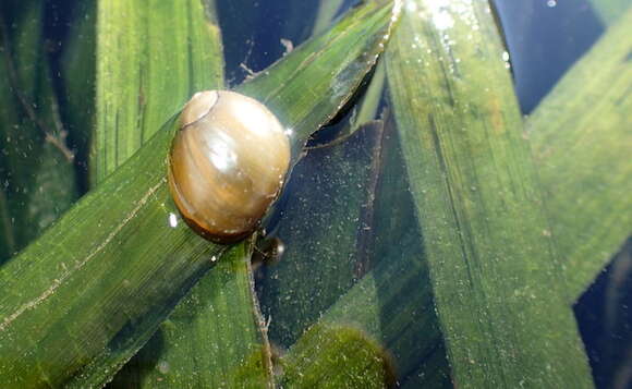 Image of Olive nerite