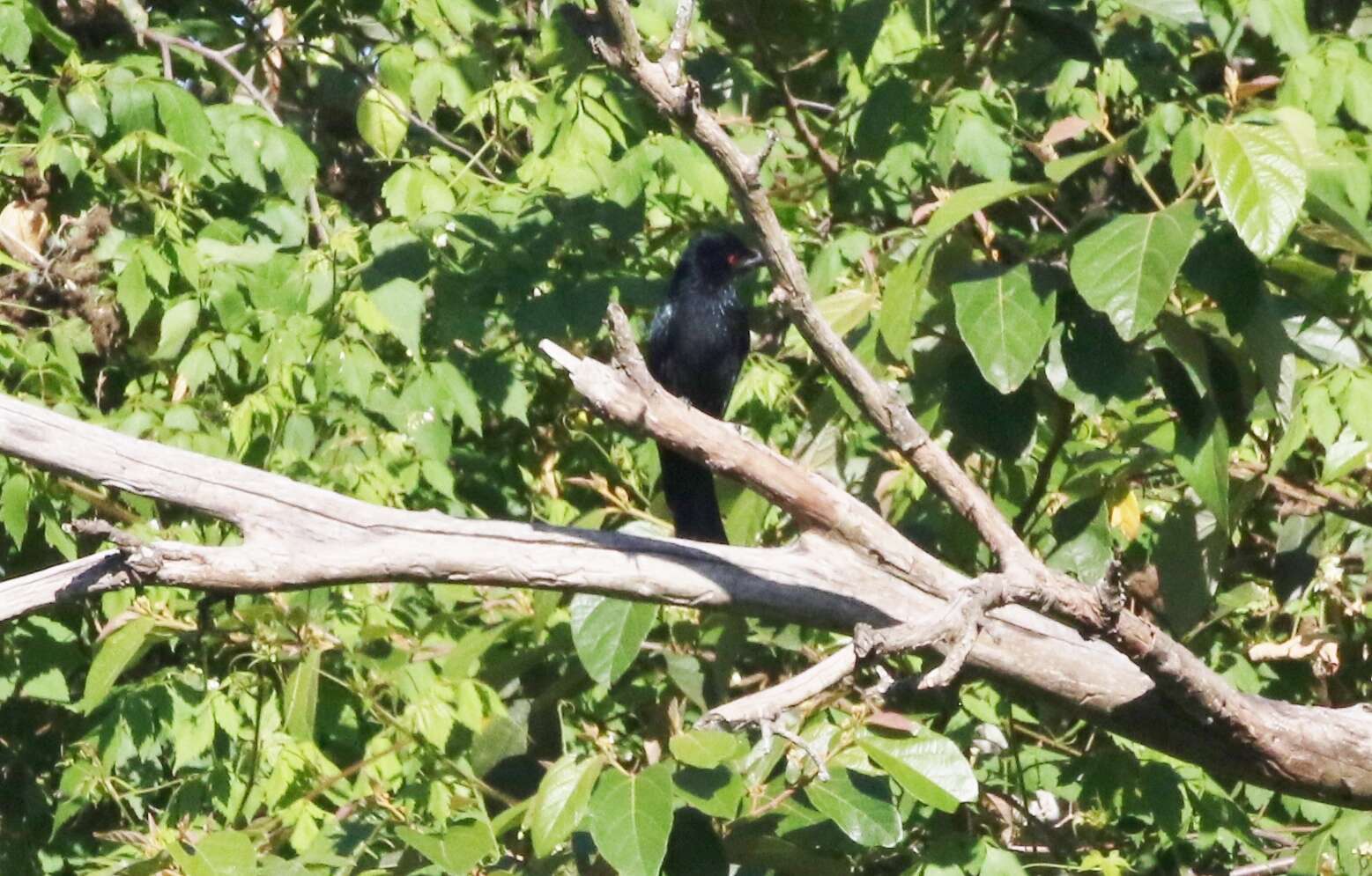 Image of Spangled Drongo