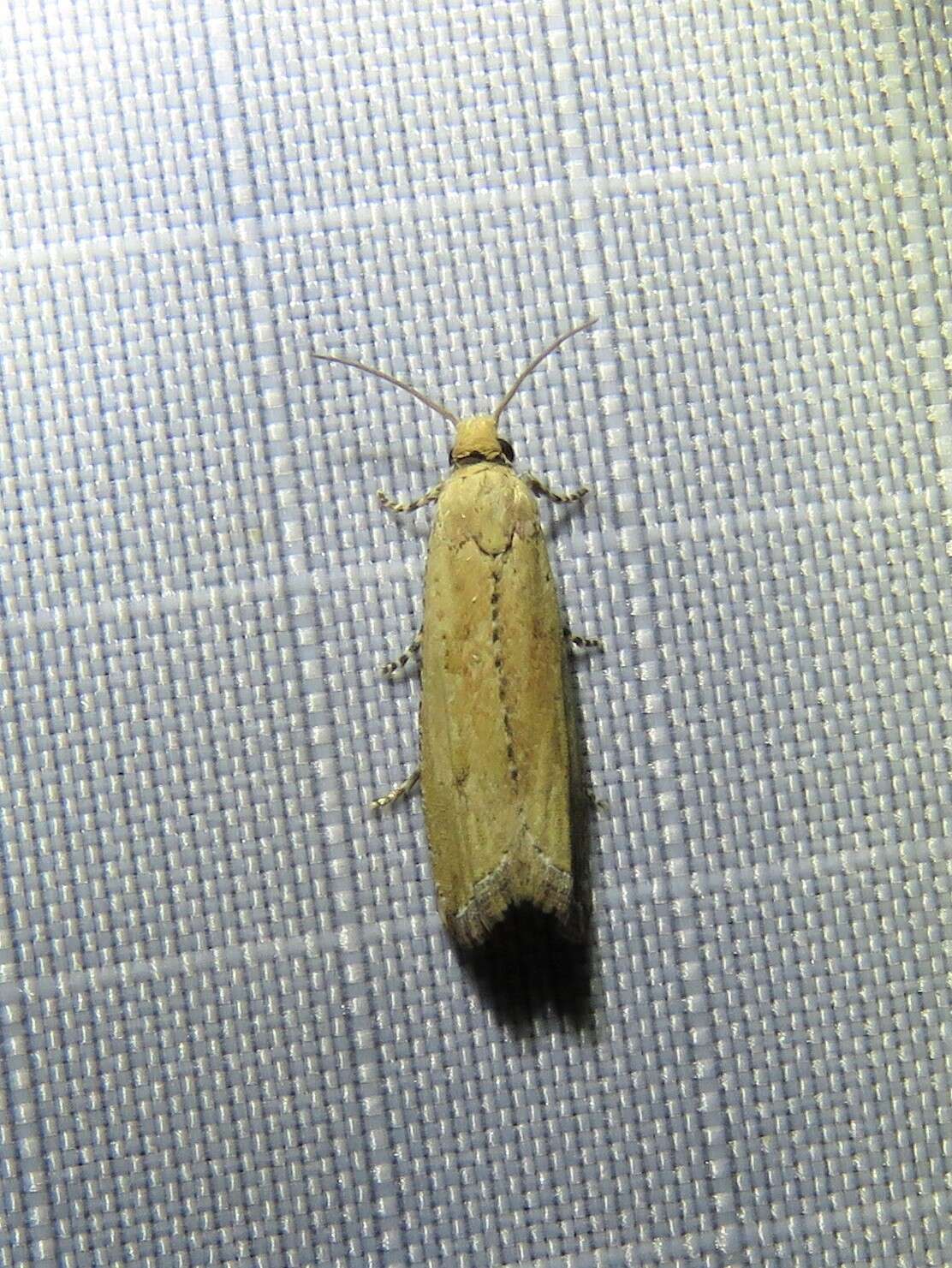 Image of Javelin Moth