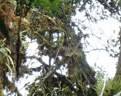 Image of Maranon white fronted capuchin