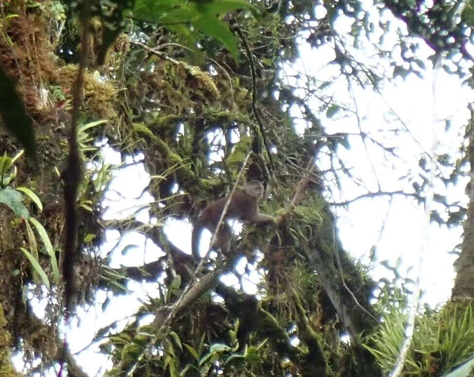 Image of Maranon white fronted capuchin