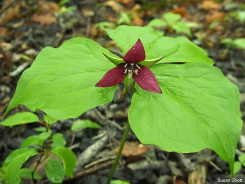 Image of red trillium