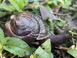 Слика од <i>Monadenia fidelis flava</i> (Hemphill 1892)