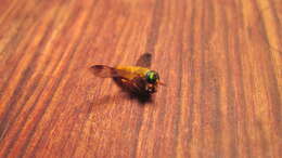 Image of Yellow Fly of the Dismal Swamp