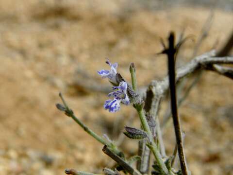 Imagem de Salvia spinosa subsp. spinosa