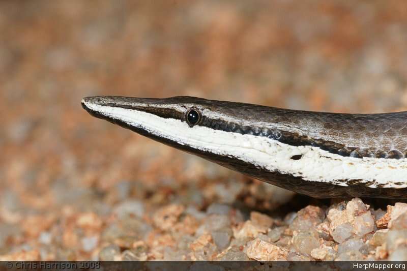 Image of Burton's Legless Lizard