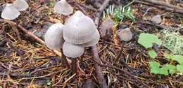 Image de Mycena robusta (A. H. Sm.) Maas Geest. 1988