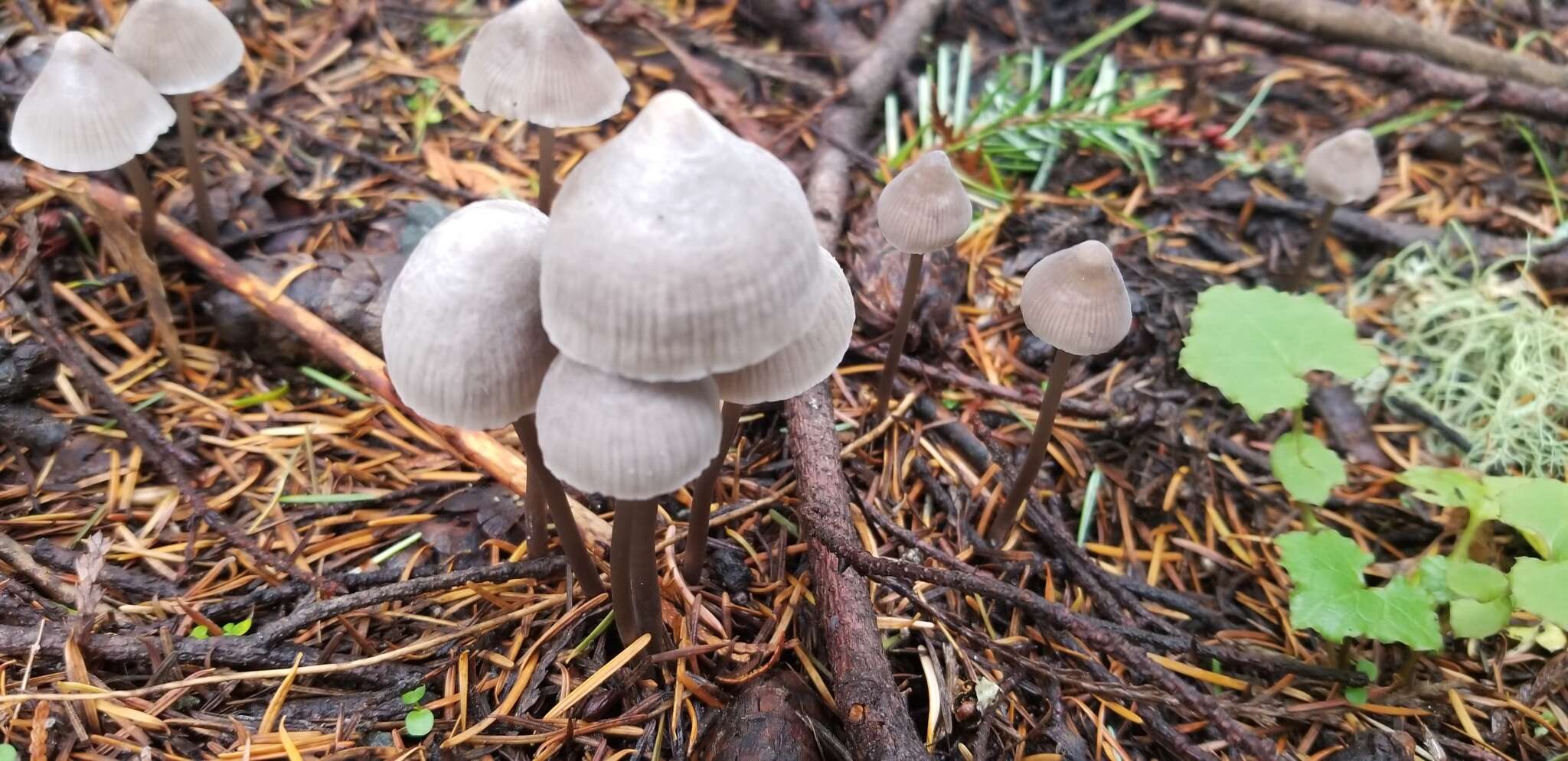 Sivun Mycena robusta (A. H. Sm.) Maas Geest. 1988 kuva