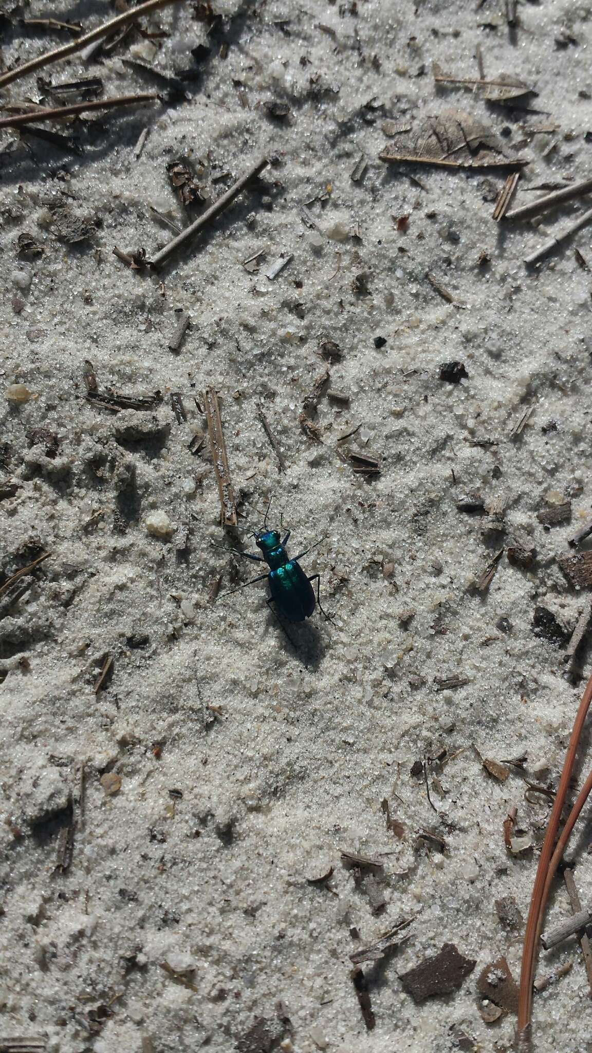 Image of Cicindela (Cicindela) scutellaris unicolor Dejean 1825