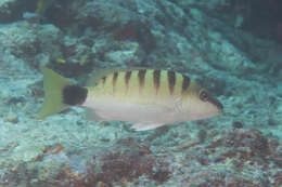 Image of Black-banded seaperch