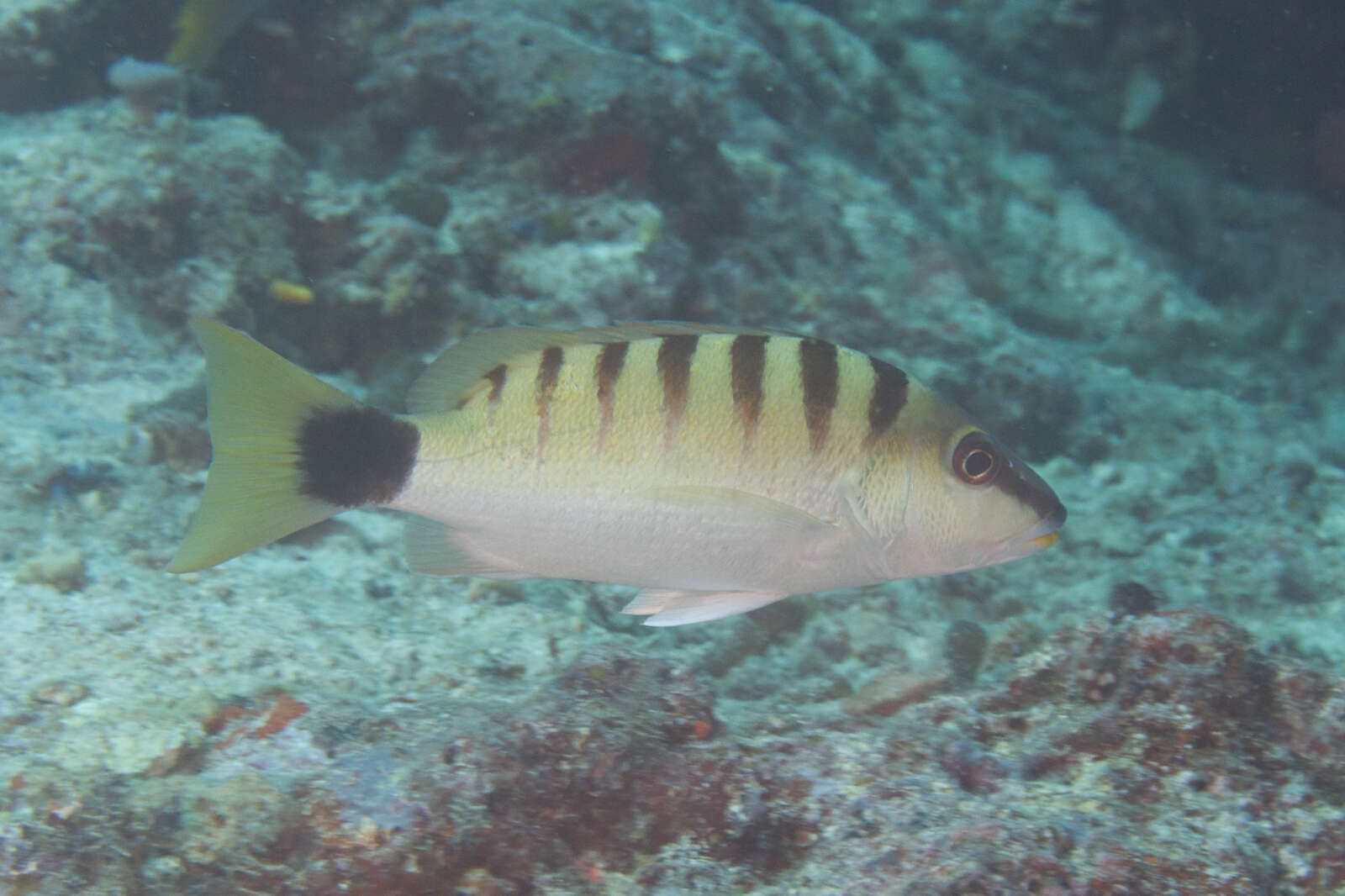 Image of Black-banded seaperch