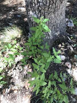 Scrophularia parviflora Wooton & Standley resmi