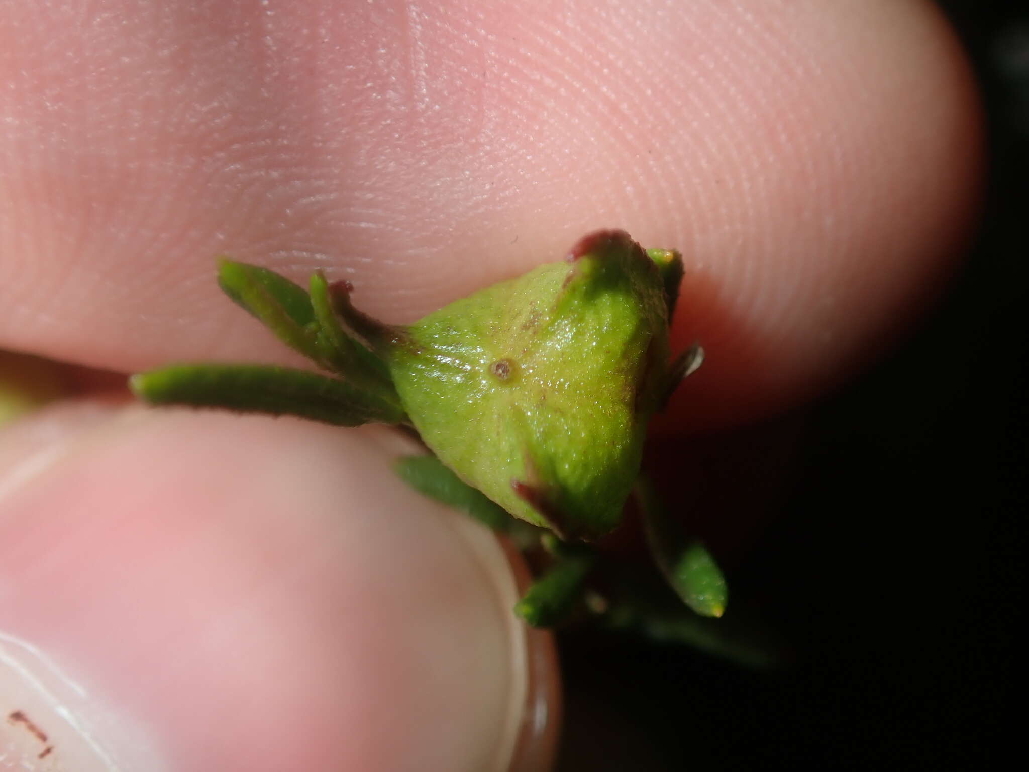 Image de Dodonaea pinifolia Miq.