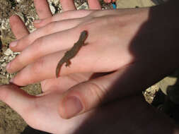 Image of Rum Cay Least Gecko