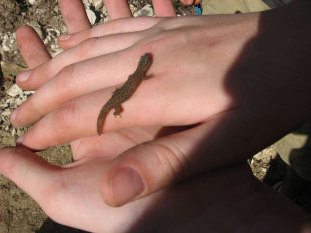 Image of Rum Cay Least Gecko