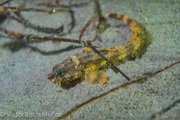 صورة Agonopsis sterletus (Gilbert 1898)