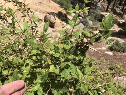 Image of White-Stem Raspberry