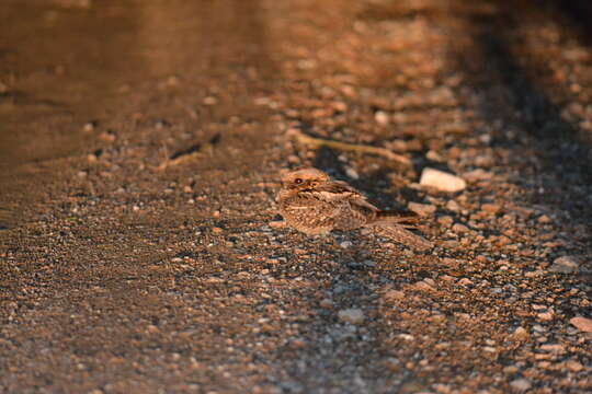 Image of Red-necked Nightjar