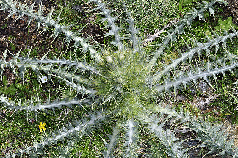 صورة Carduus carlinoides subsp. hispanicus (Kazmi) Franco