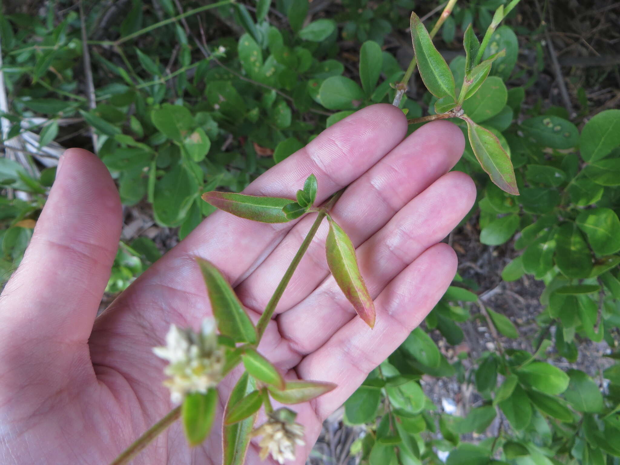 Sivun Alternanthera flavescens (Mart.) Kunth kuva