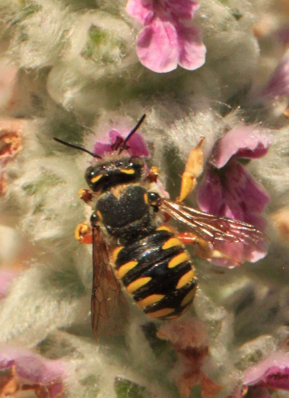 Imagem de Anthidium manicatum (Linnaeus 1758)