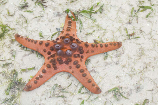 Image of chocolate chip sea star