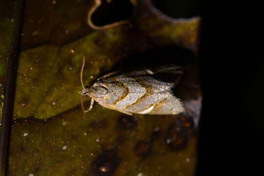 Image of Ecclitica torogramma