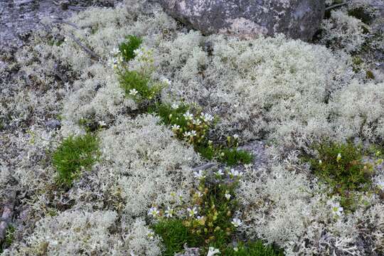 Image of Greenland stitchwort