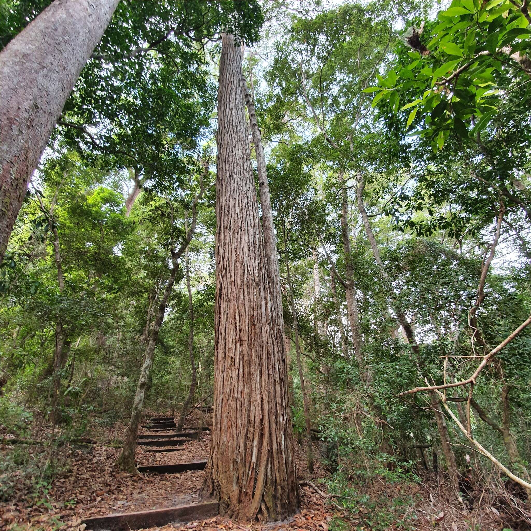 Image of Syncarpia hillii Bailey