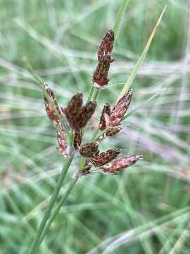 Sivun Fimbristylis dichotoma subsp. podocarpa (Nees) T. Koyama kuva