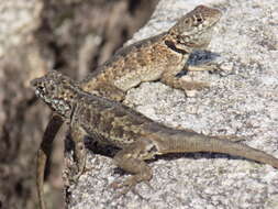 Image of Etheridge's Lava Lizard