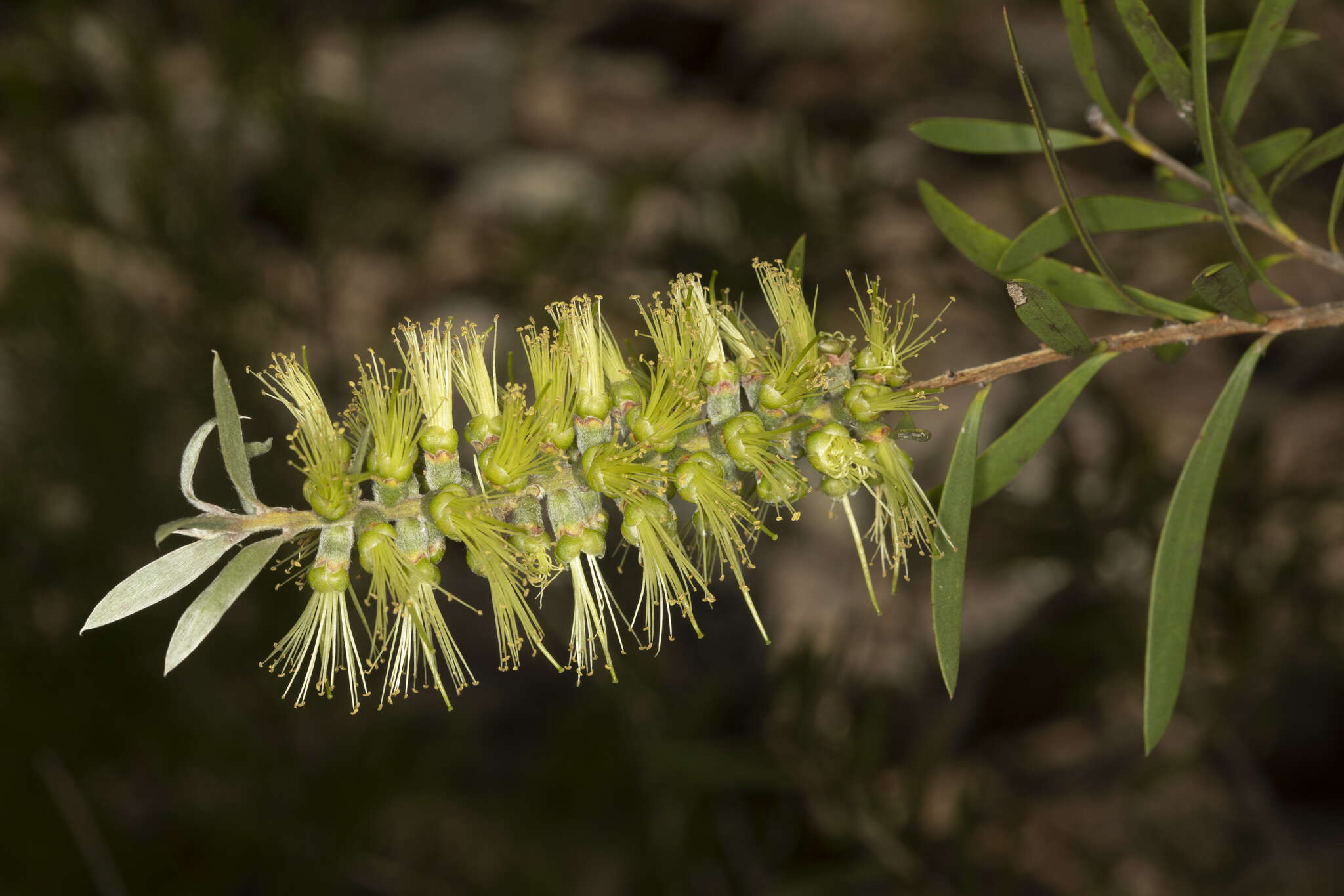 صورة Callistemon flavovirens (Cheel) Cheel