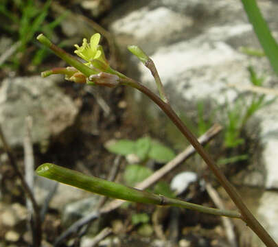 Image of Diplotaxis viminea (L.) DC.