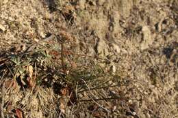 Image of butte desertparsley